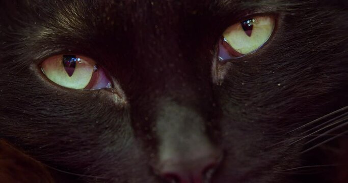 Eyes of a black cat close up. He opens his eyes and looks carefully.
