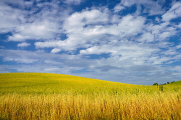 Rural landscape near Ostra Vetere and Cingoli, Marche, Italy
