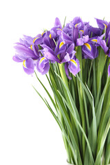 Many Beautiful Irises Bouquet Isolated