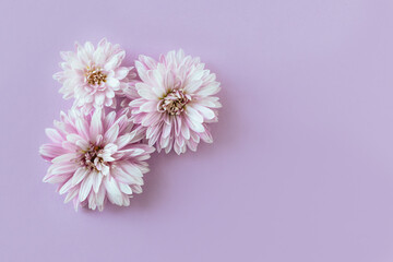 Beautiful Chrysanthemums flowers on a violet pastel background.