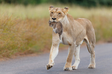 Lioness (Panthera leo) mother walking  while carrying her newborn cub in her mouth, Kruger National Park, Mpumalanga, South Africa - obrazy, fototapety, plakaty