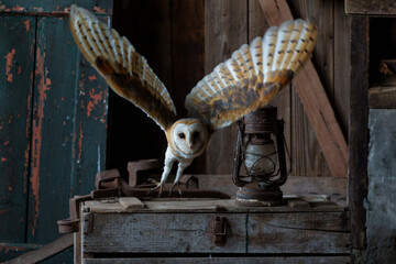 Barn owl (Tyto alba) flying in an old barn in Gelderland in the Netherlands.   