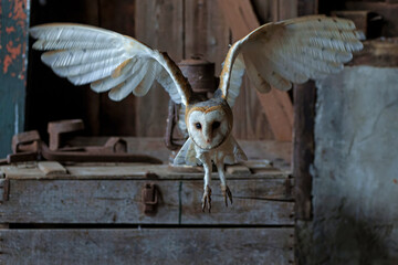 Barn owl (Tyto alba) flying in an old barn in Gelderland in the Netherlands.   
