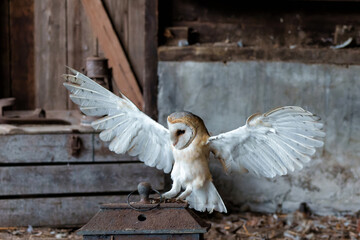 Barn owl (Tyto alba) flying in an old barn in Gelderland in the Netherlands.   