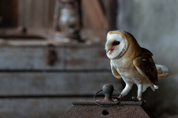 Barn owl (Tyto alba) sitting in an old barn in Gelderland in the Netherlands.    