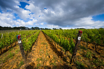 vineyards of sangiovese in tuscany