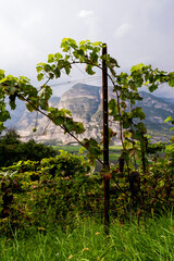 Obraz premium vineyards in the mountains