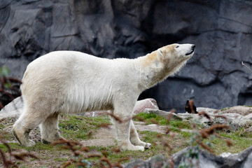 polar bear in zoo