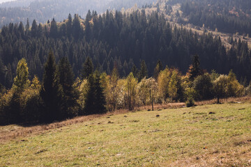 Beautiful landscape of trees on the mountain