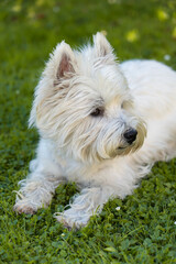 Cute West Highland White Terrier lies in the grass