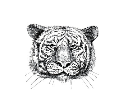 Black and white drawing of a tiger head