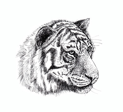 Drawing a tiger head with a liner