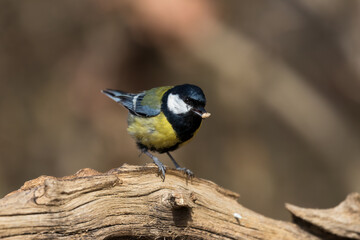 Obraz na płótnie Canvas The great tit, Parus major, a bird in its natural environment, very nice yellow colors. A very popular forest and city bird