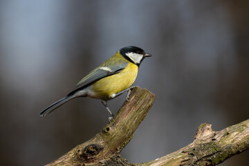Obraz na płótnie Canvas The great tit, Parus major, a bird in its natural environment, very nice yellow colors. A very popular forest and city bird