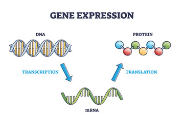 Gene expression with DNA transcription, mRNA and protein translation outline diagram. Labeled educational simple scheme for cellular genetic synthesis process vector illustration. Cell gene stages.