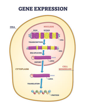 Gene Expression Stages With Transcription, RNA Splicing And Export To Translation Outline Diagram. Labeled Educational Cellular Genetic Process With Nucleus DNA Exon And Intron Vector Illustration.