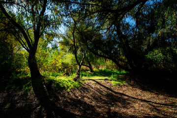 Imagine russian forest