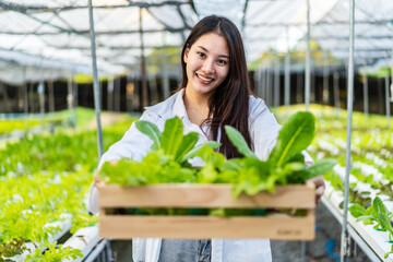 Asian scientist woman holding wooden box with vegetable organic salad from hydroponics while working inside large  farm, resulting in organic vegetables that the market needs.