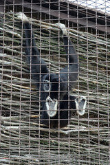 Black monkey in the cage