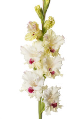 Fragment of gladiolus inflorescence flower with burgundy center isolated on white background.