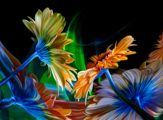 Two orange gerbera flowers and their reflections in a crooked mirror, as well as improvisation with green light in the background