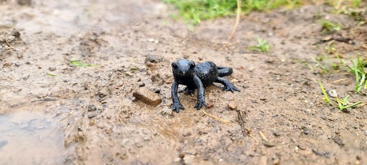 Black Alpine Salamandra seen during the Ratikon hike, Switzerland