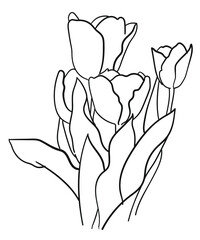 Contour drawing of four tulips on a white background - 471050947