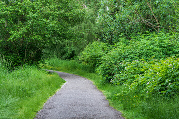 Fototapeta premium walking pathway in a green forest park sunny spring day