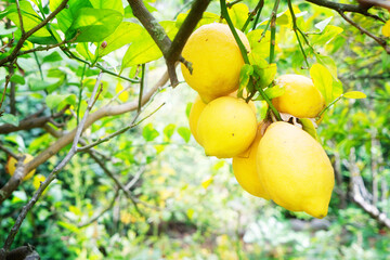 Lemon garden with fruits