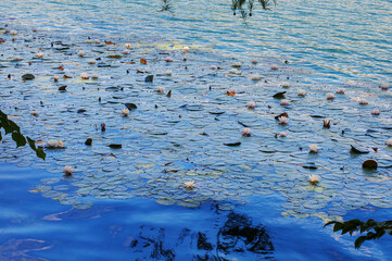 water lilies on the surface of a clean mountain lake