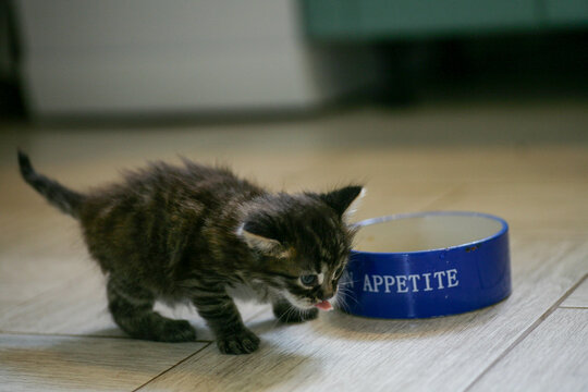 Street Little Kitten Met A Dog And Is Scared. The Little Kitten Ran Away From Home And Got Lost In The Park. A Siberian Striped Kitten Explores The Unknown World On The Street.