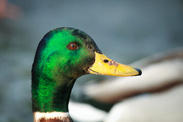 Wild mallard duck