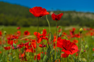 poppies in spring in may in a green field