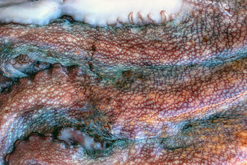 The texture of the wet skin of a large octopus. Bright abstract background
