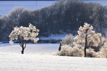 Vereiste Bäume im letzten Nachmittagslicht im Winter.