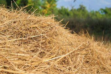 Yellow dry heap of rice straw in rice fields after harvest close-up.