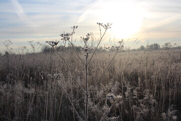 frost from snow on grass branches in autumn