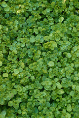 Green grass field background, nature texture ground cover