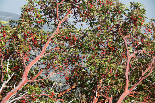 Santalum Album Indian Sandalwood Tree for Growing - 10 Fresh seeds | eBay