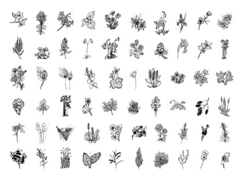 Collection of monochrome illustrations of nordic plants in sketch style. Hand drawings in art ink style. Black and white graphics.