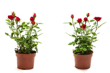 Red roses in a pot isolated on white background.