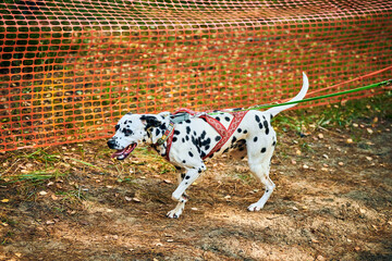 Dryland sled dog mushing race, fast Dalmatian sled dog pulling transport with dog musher
