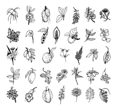 Collection of monochrome illustrations of african plants in sketch style. Hand drawings in art ink style. Black and white graphics.