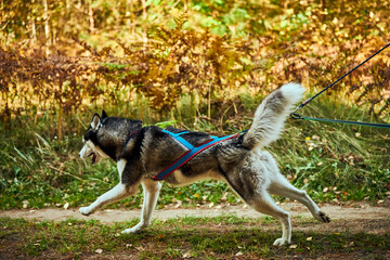 Dryland sled dog mushing race, fast Siberian Husky sled dog pulling transport with dog musher