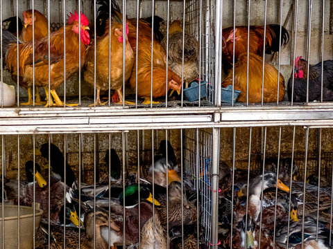 A stall selling live chickens, ducks and poultry in a Chinese vegetable market