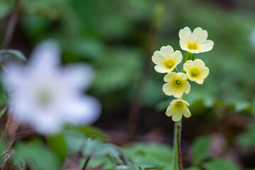 Wiosenny żółty kwiat występujący w Beskidach. Rozmyte tło. - obrazy, fototapety, plakaty