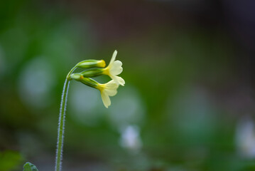 Żółty kwiat łąkowy rosnący w Polsce kwitnący na wiosnę Primula veris czyli pierwiosnek lekarski.

