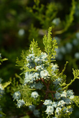 Oriental thuja