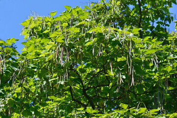 Common catalpa