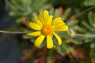 Gray-leaf eurypos Silver Star